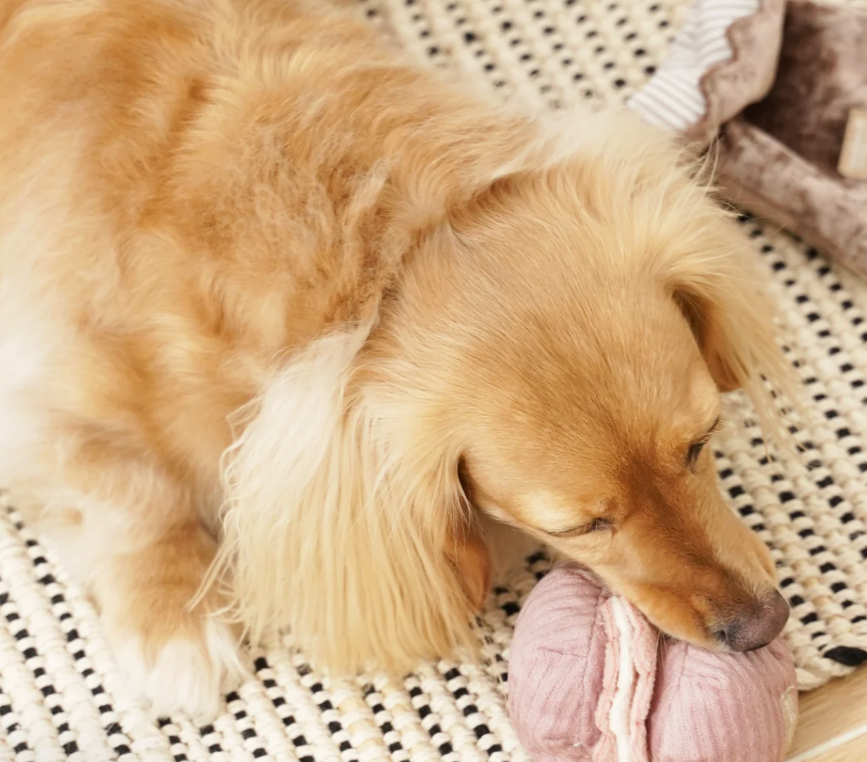 Petite Two - Snuffle and Burrow