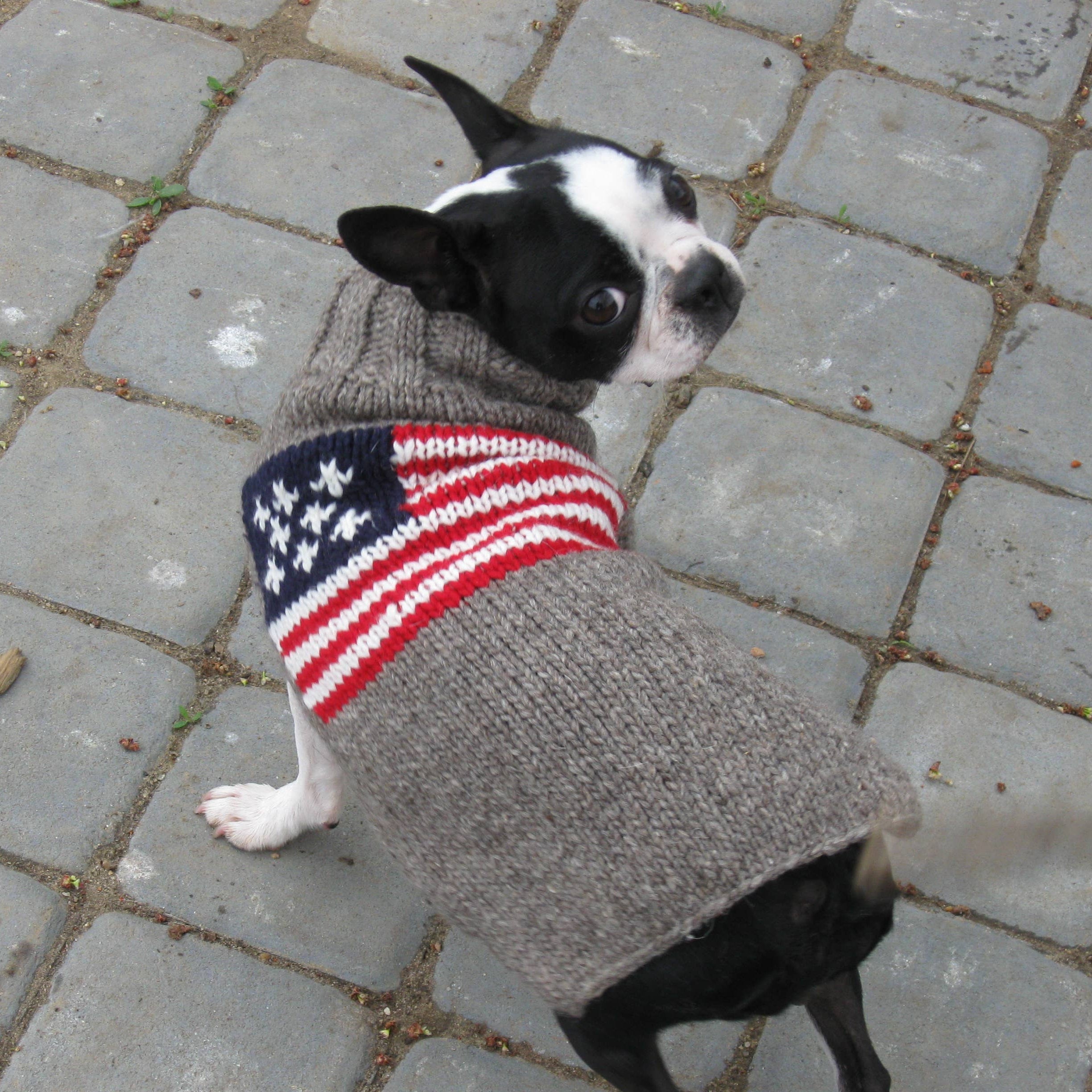 Dog wearing a knitted sweater with an American flag pattern on a stone pavement.