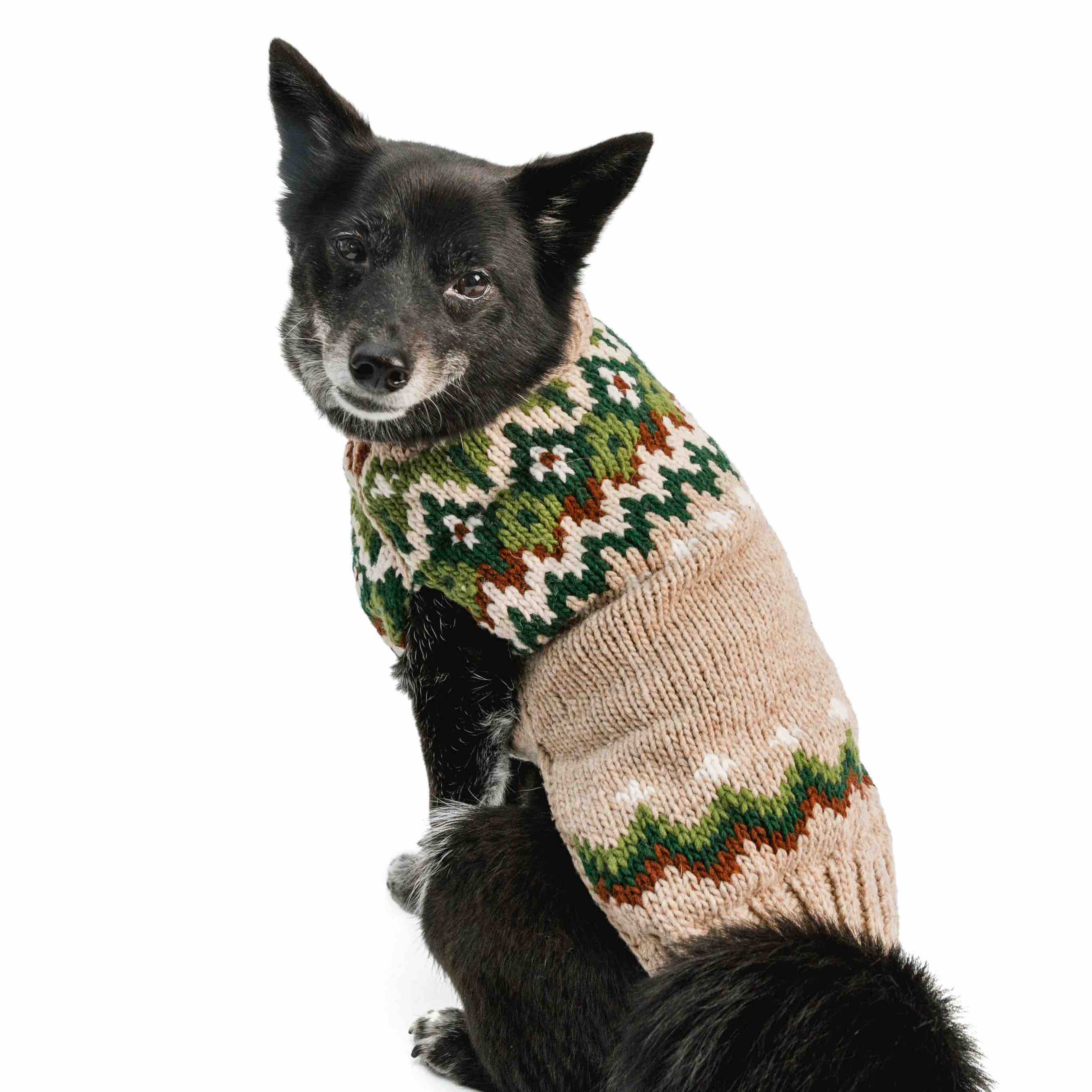 Black dog wearing a patterned ragg wool sweater on a white background.