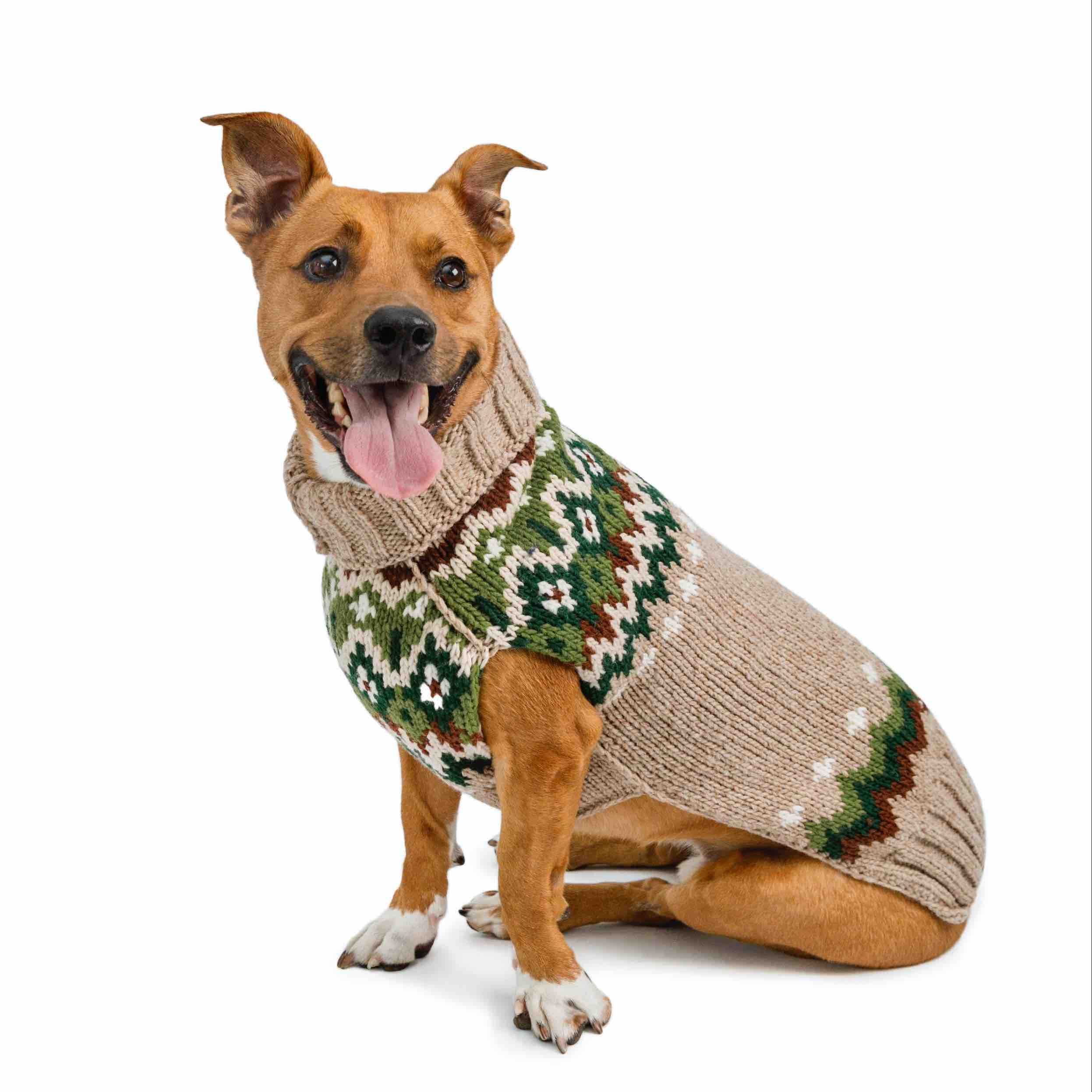 Dog wearing a patterned ragg wool sweater on a white background.