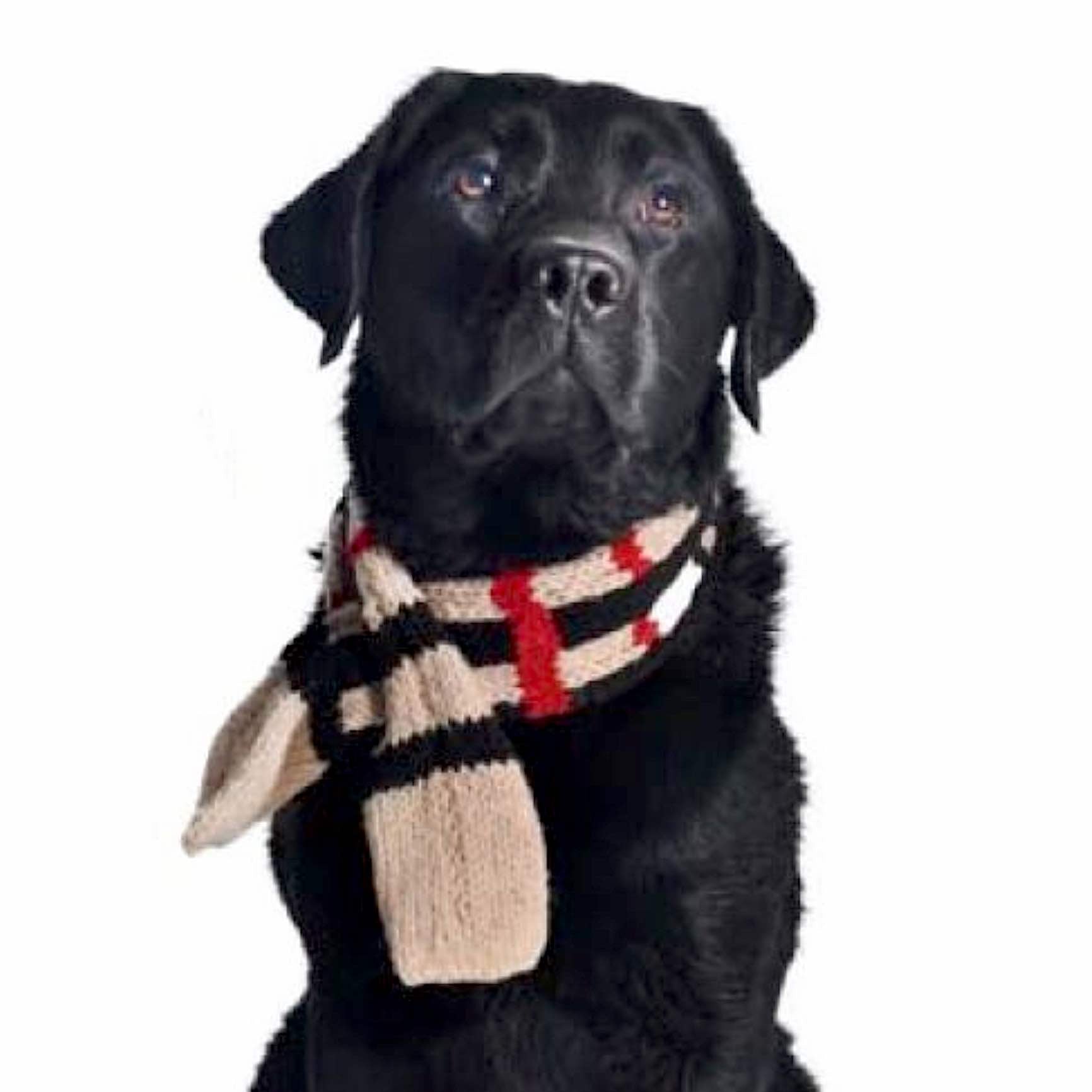 Black dog wearing a checkered scarf on a white background.