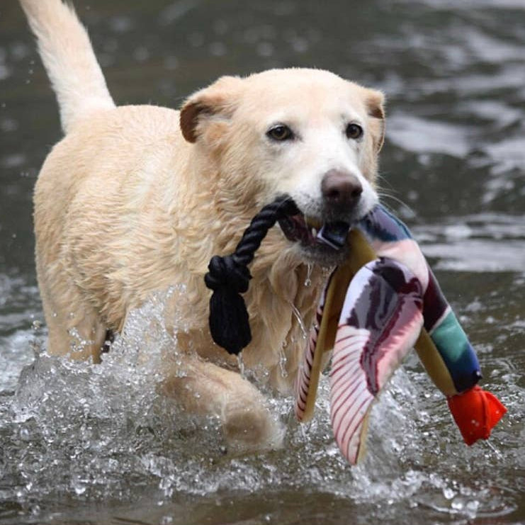 Yellow lab in the water with the duck fetch toy in its mouth.