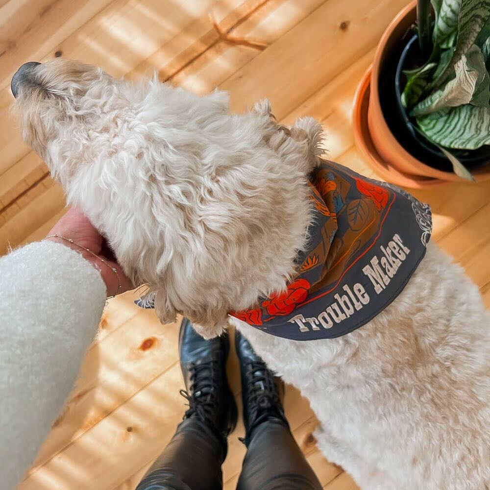 White dog wearing a colorful 'Trouble Maker' bandana on a wooden floor.
