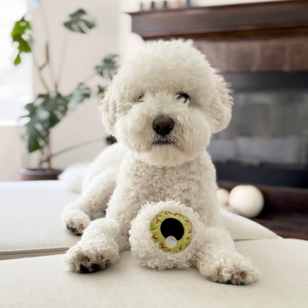 Small white dog laying on a cushion with the spooky eye dog toy between its front paws.
