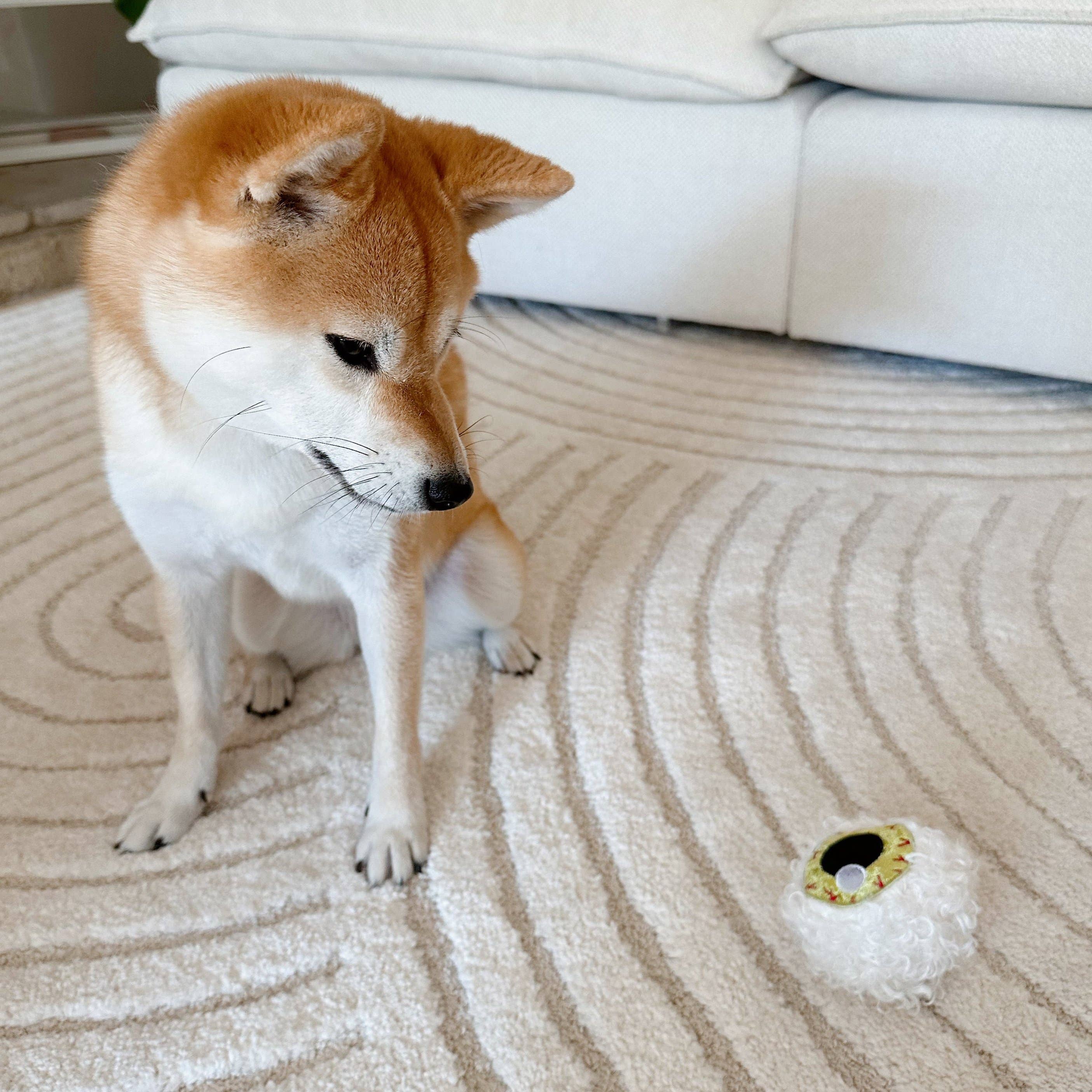Dog in a living room, staring at the spooky eye ball dog toy.