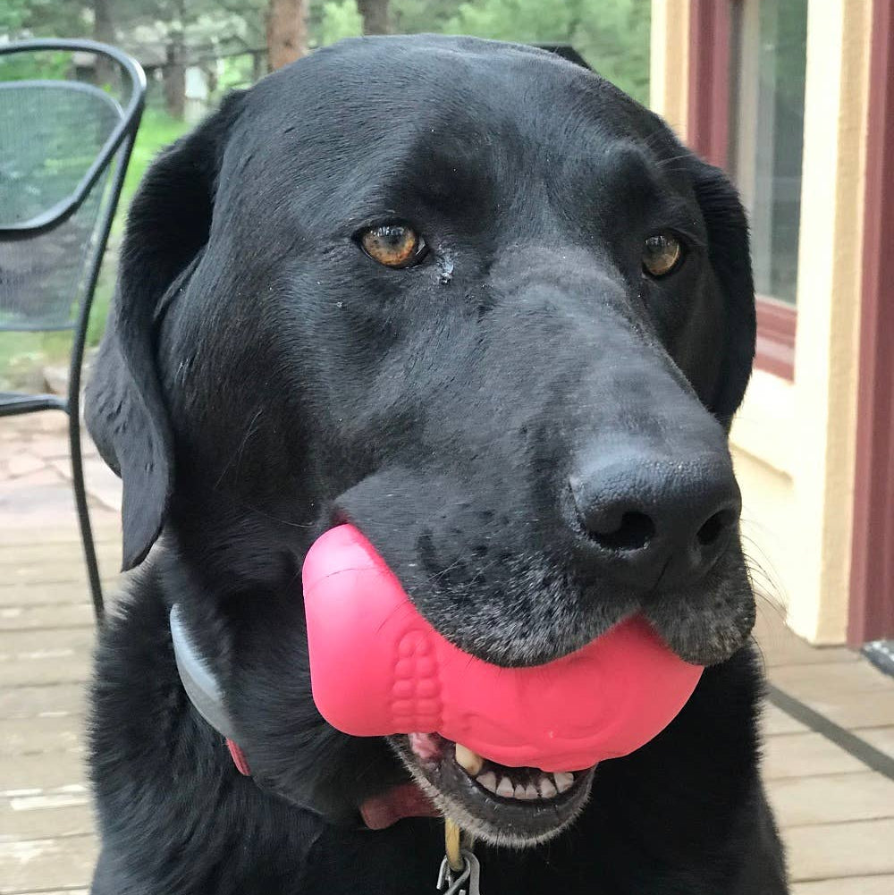 Black dog with a red, skull-shaped chew toy and treat dispenser.