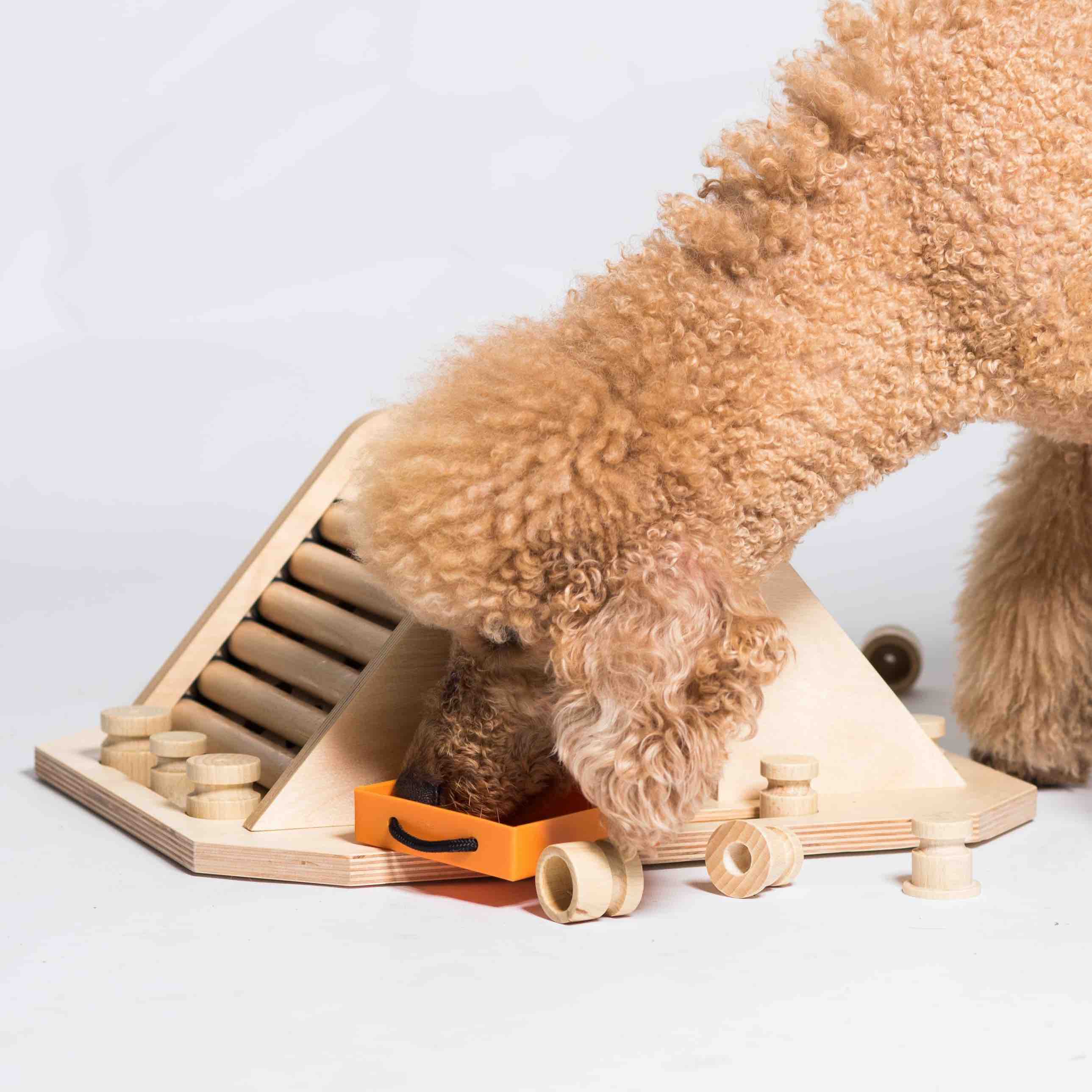 A dog sniffing the orange drawer from a wooden pyramid puzzle toy.