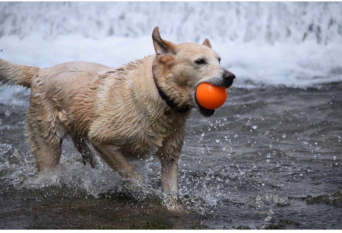 Dog running through water with an orange ball in its mouth