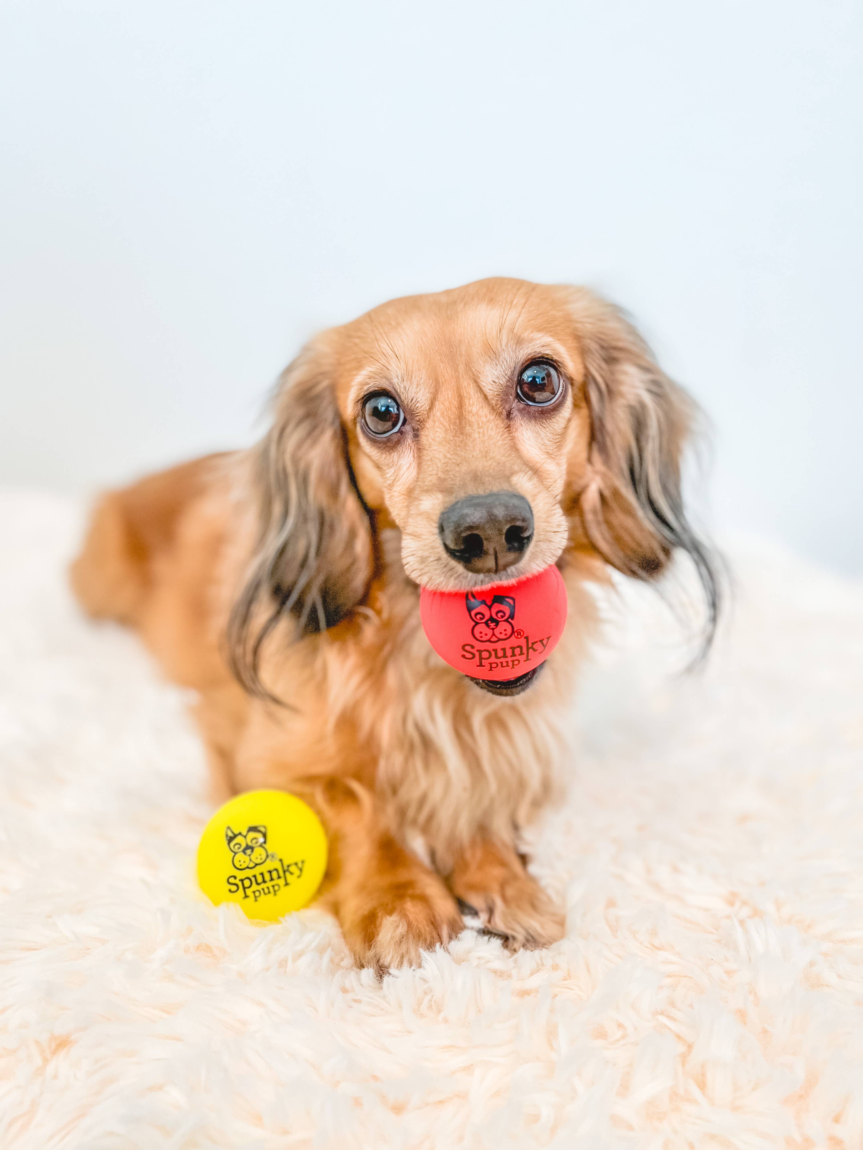 Dog wearing with a red ball in its mouth and yellow ball next to it on a white background.