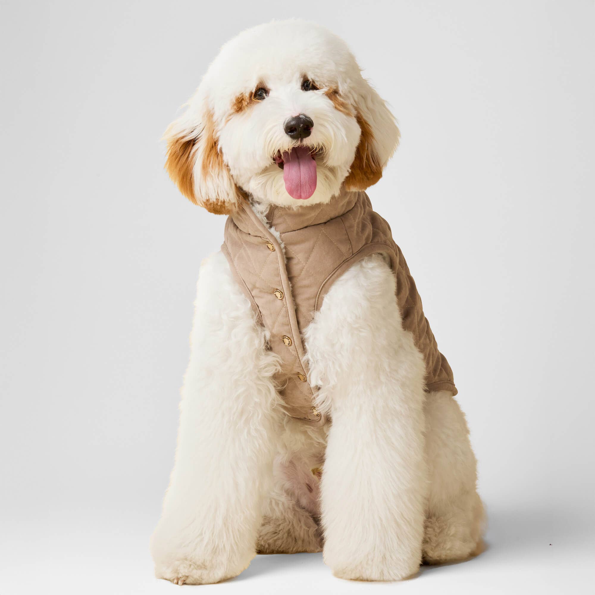 Dog wearing a brown vest on a white background