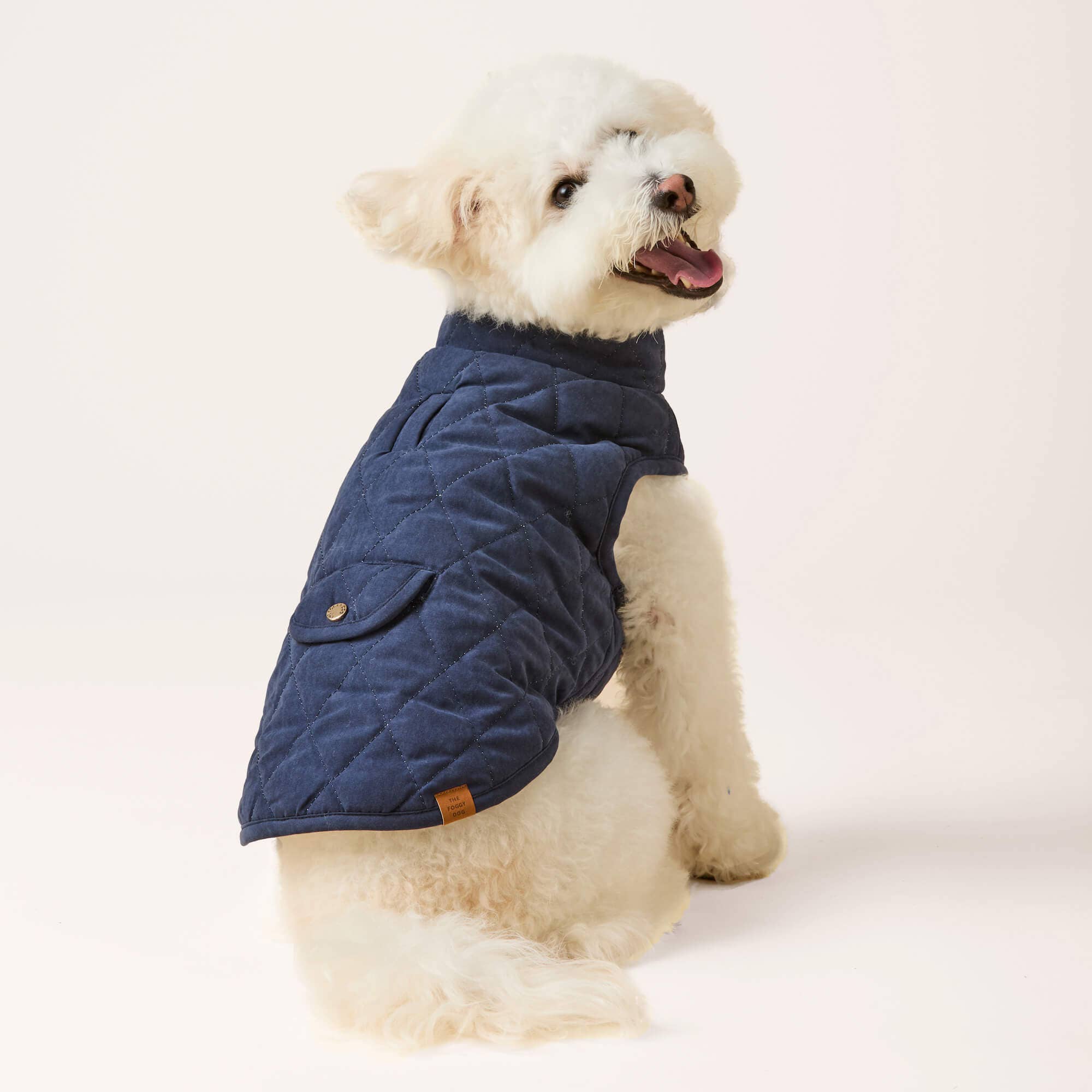 Dog wearing a blue quilted jacket on a light background