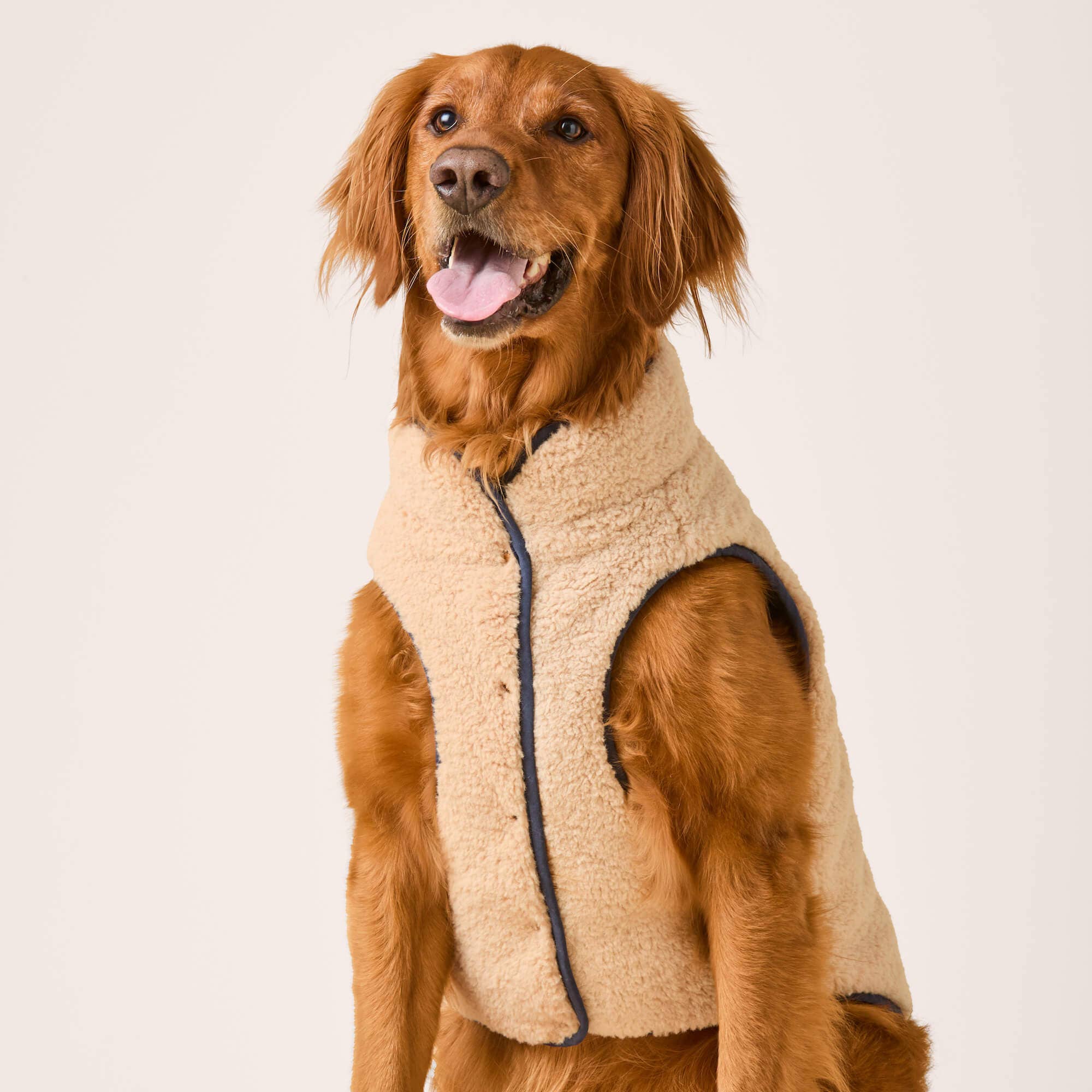 Dog wearing a beige fleece vest on a white background