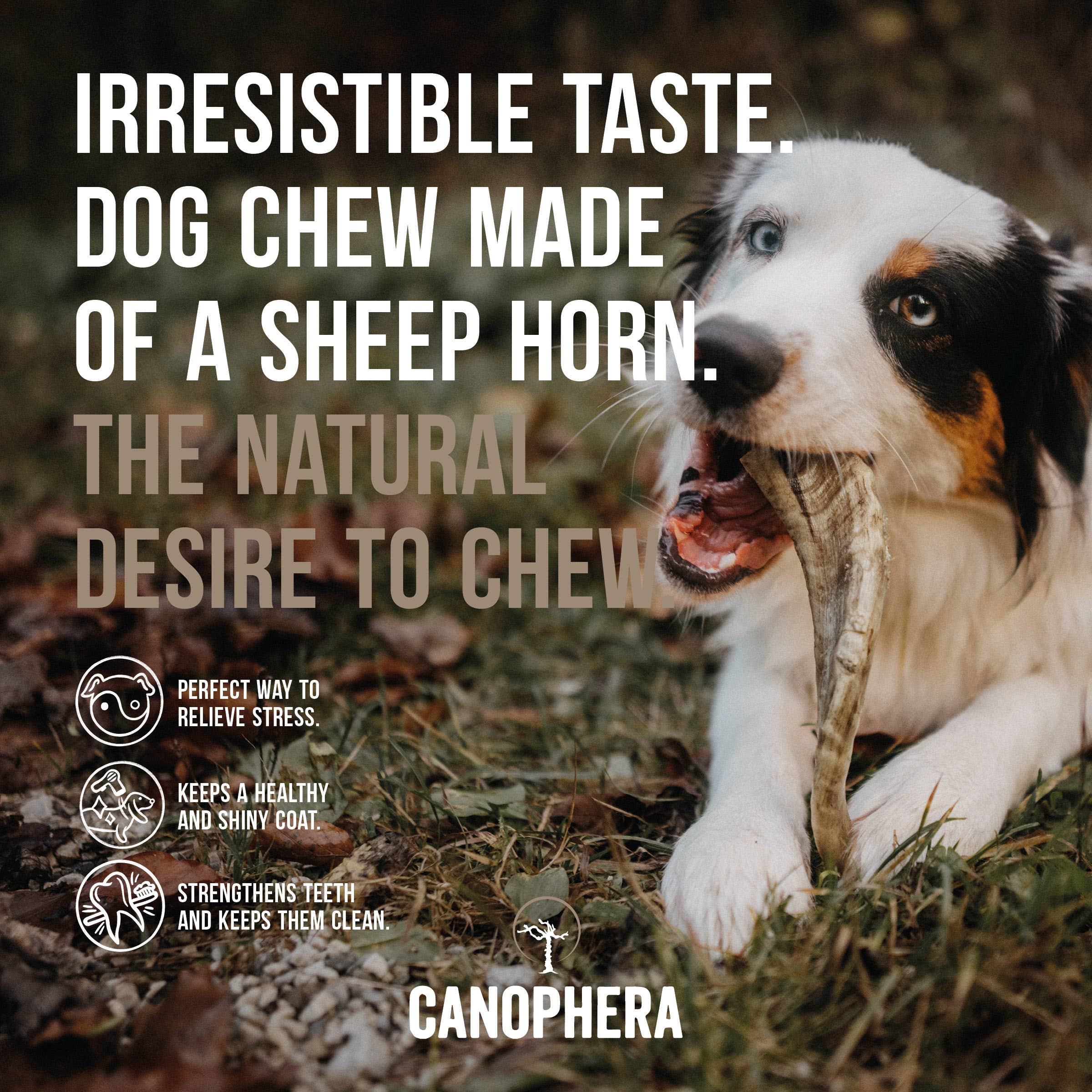 CANOPHERA LLC - Dog Chew Made of Sheep Horn