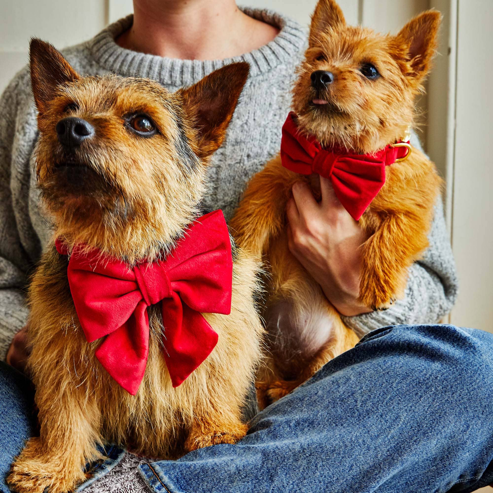 The Foggy Dog - Cranberry Velvet Valentine's Day Dog Bow Tie