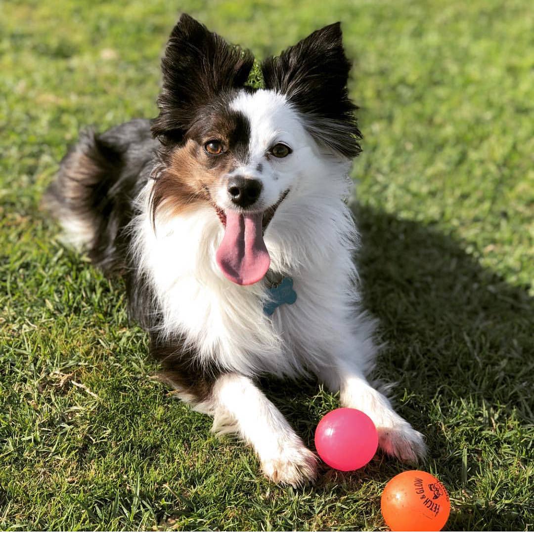 Spunky Pup - Fetch and Glow Ball