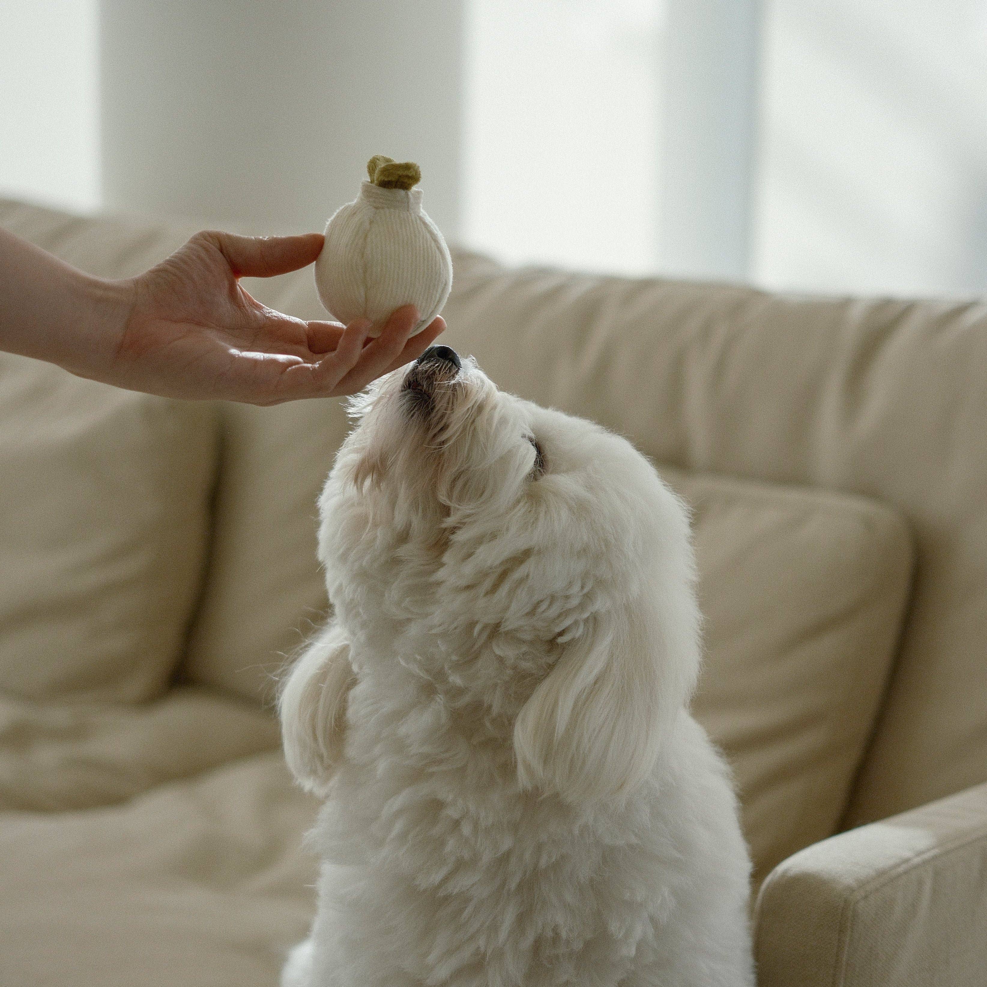 Lambwolf Collective - GARLIC POP//ENRICHMENT DOG TOY