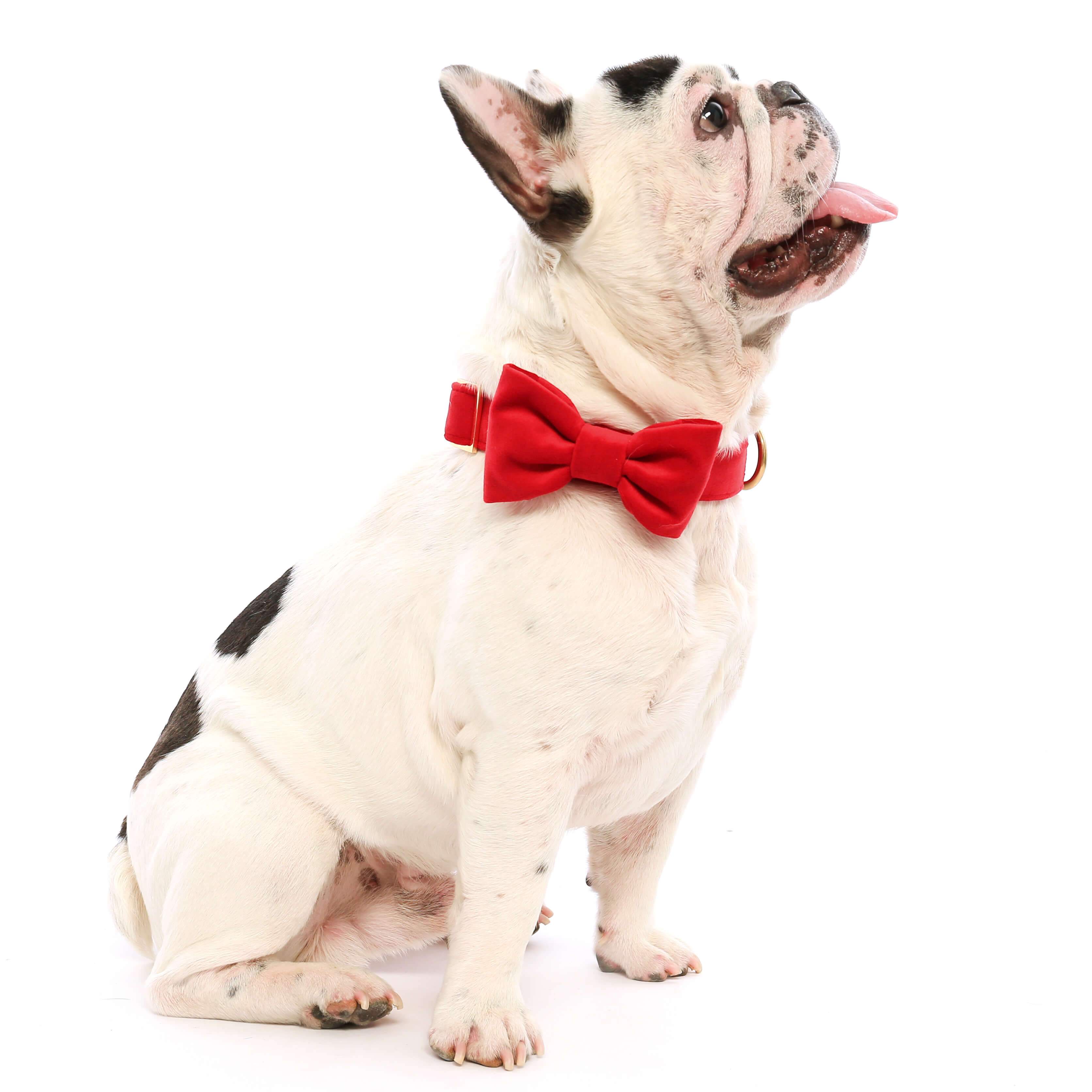 The Foggy Dog - Cranberry Velvet Valentine's Day Dog Bow Tie