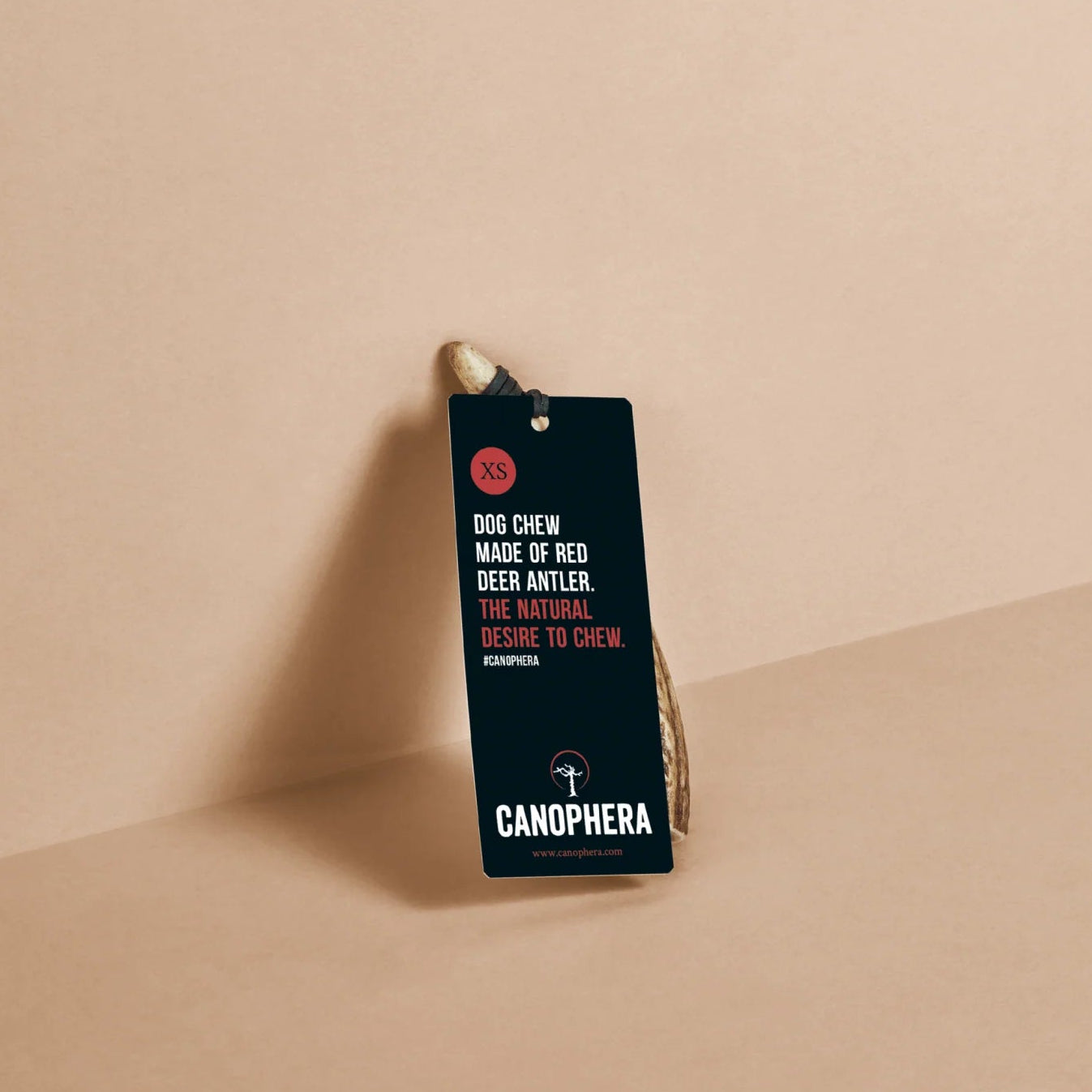 Deer antler dog chew with black tag leaning against a beige wall.