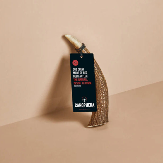 Canophera Whole Red Deer Antlers