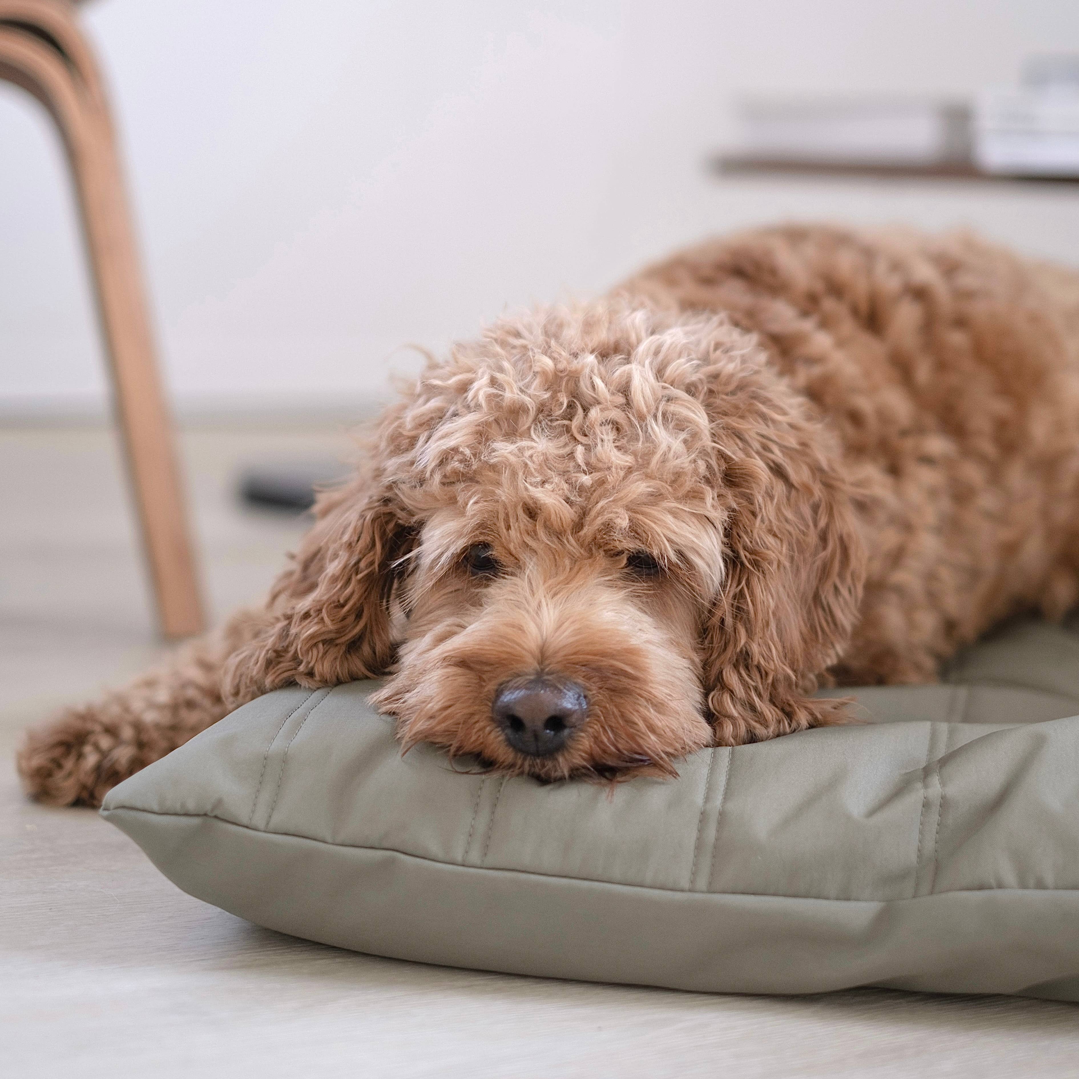 MAATIN | PET BED//DOG BED: Small / Fern