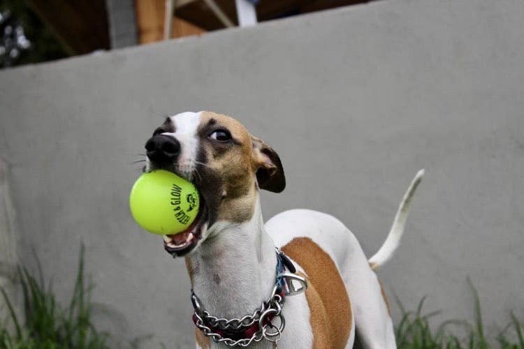 Spunky Pup - Fetch and Glow Ball