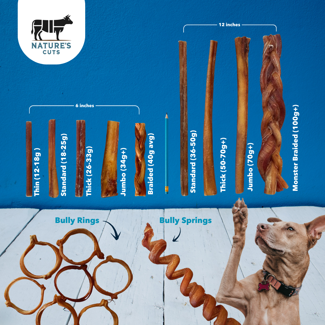 Mighty Chewz - 12" MONSTER Braided Bully Sticks.