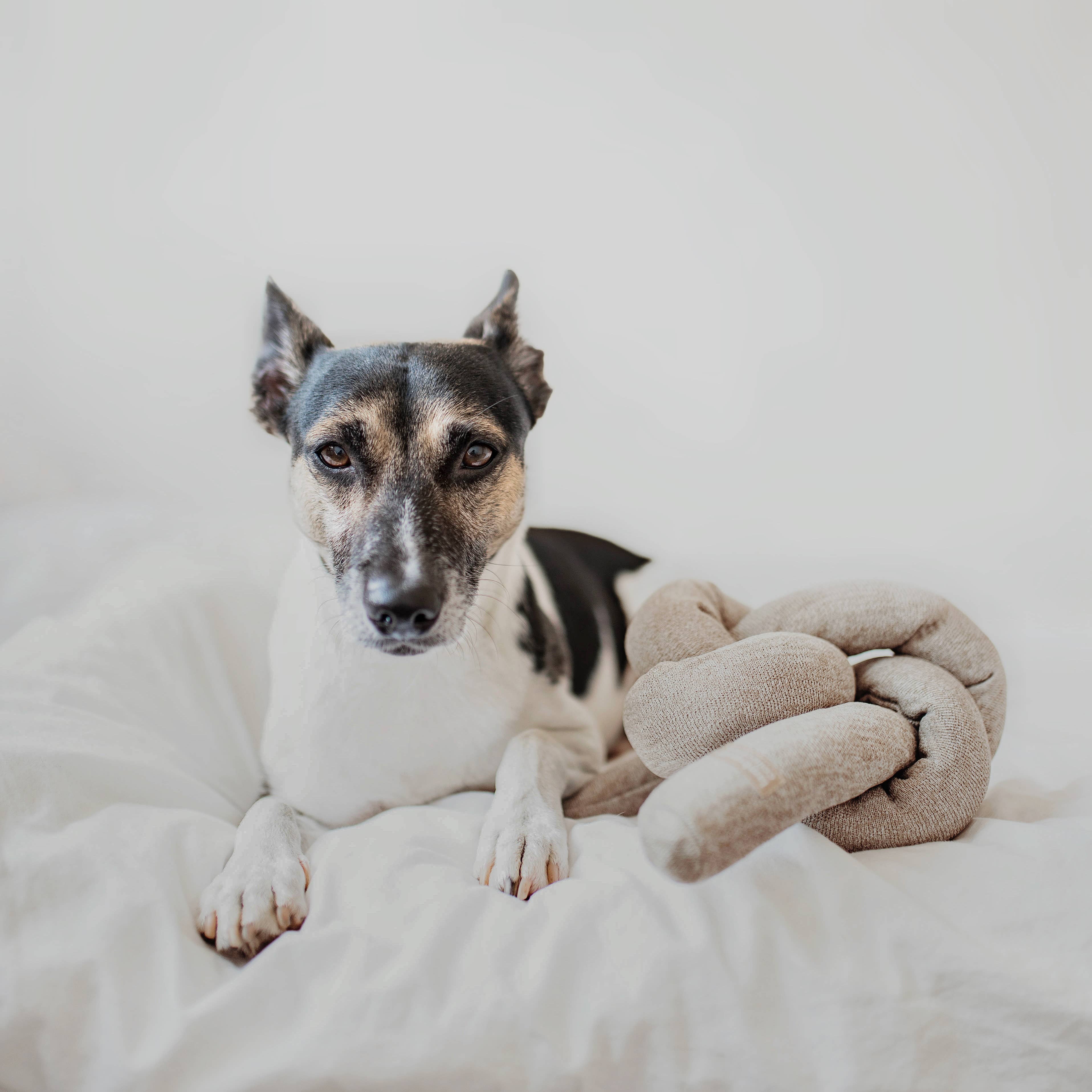 Lambwolf Collective - NOU | gray with crinkle clusters//ENRICHMENT DOG TOY