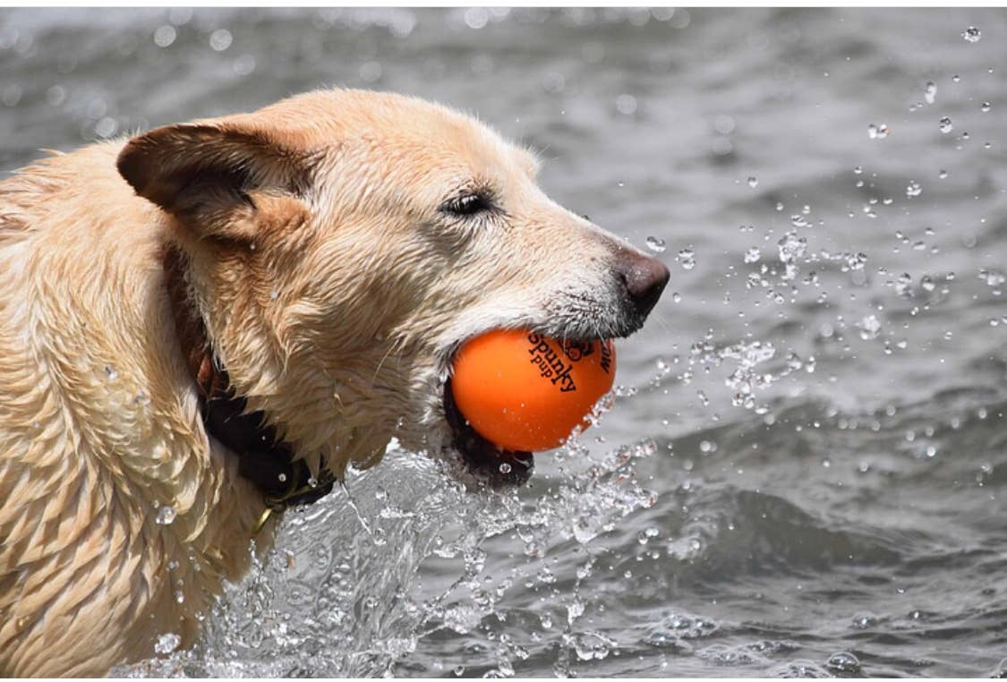 Spunky Pup - Fetch and Glow Ball