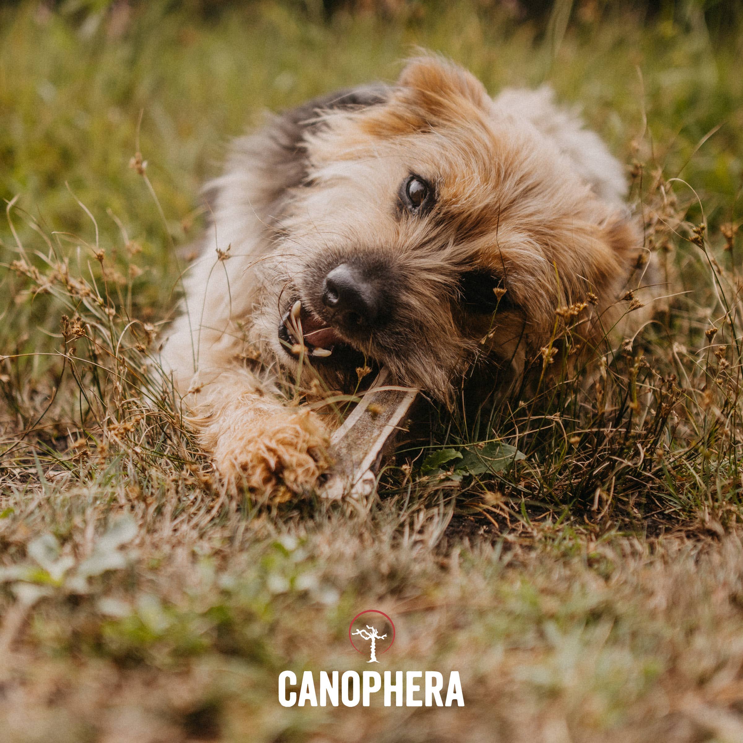 CANOPHERA LLC - Dog Chew Made of Red Deer Antler Splits.: English / L