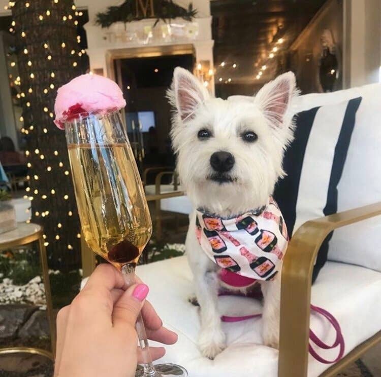 Fox Named Todd - Champagne Dog Bandana