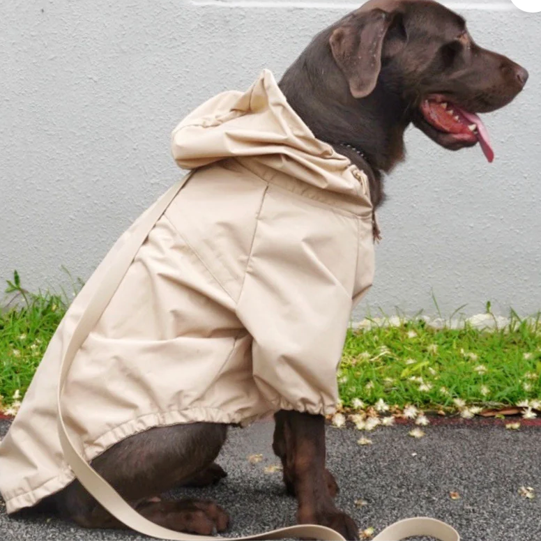 Dog wearing a beige raincoat standing on a road with grass and flowers in the background.