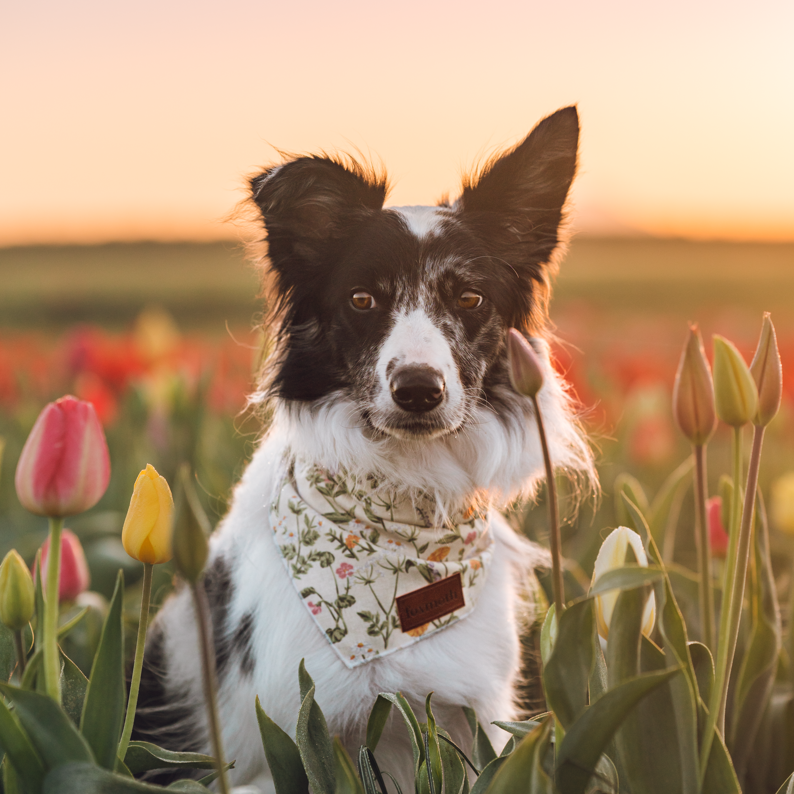 FoxMoth - Linen Meadow | Dog Bandana | Floral Boho Organic Cotton